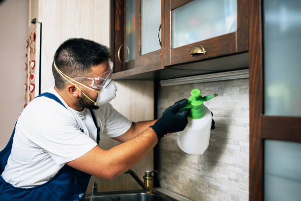 Wasp Removal Services in Los Altos, CA