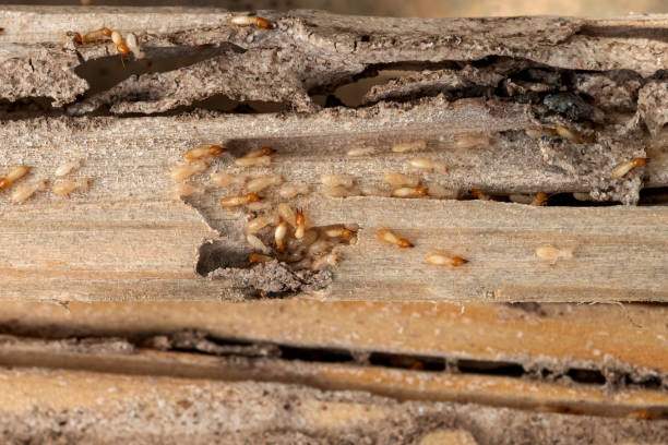 Best Best Pest Control Companies  in Los Altos, CA