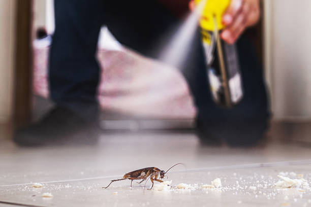 Best Local Pest Control Services  in Los Altos, CA