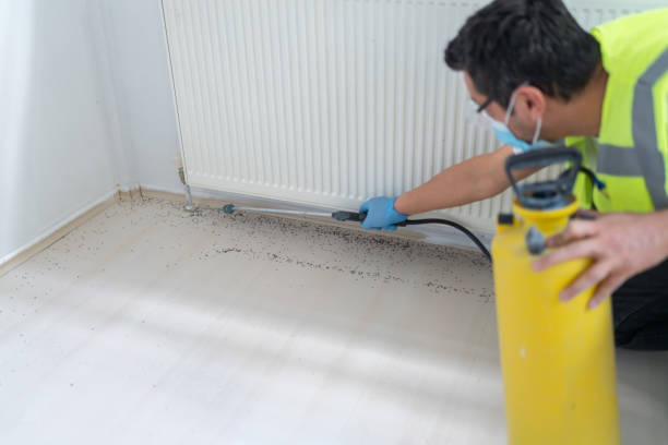 Best Rat Extermination Near Me  in Los Altos, CA