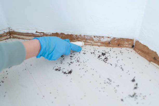 Best Pest Prevention Services  in Los Altos, CA